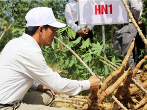 Quảng Bình: Tuyển chọn giống sắn giàu tinh bột và kháng bệnh khảm lá